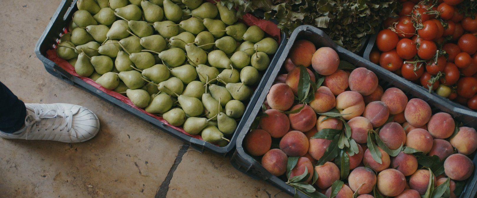 ازدياد اهتمام الشباب في الأردن بالزراعة: نحو مستقبل مستدام