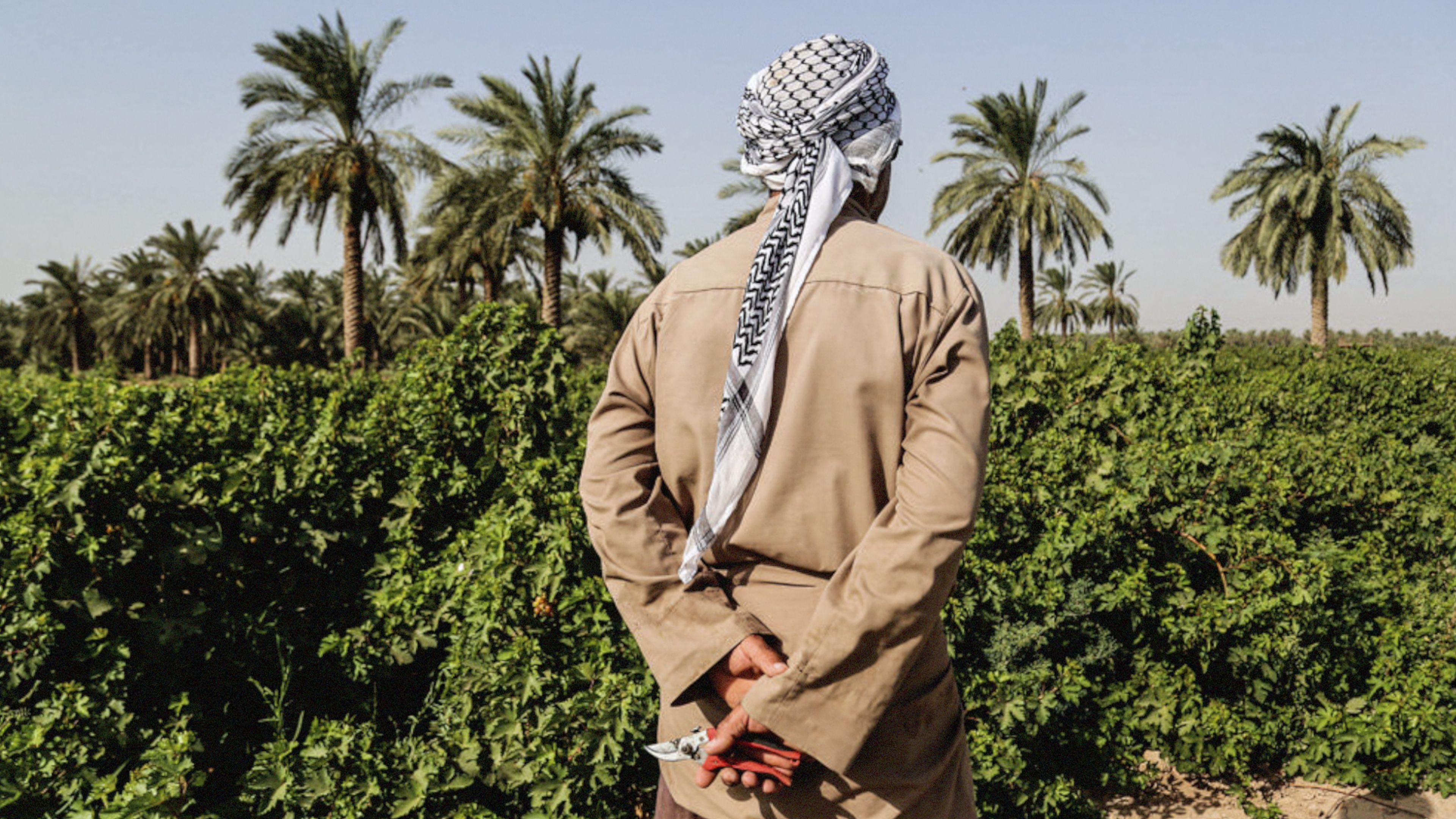 تأثير التغيرات المناخية على المحاصيل الزراعية في العراق