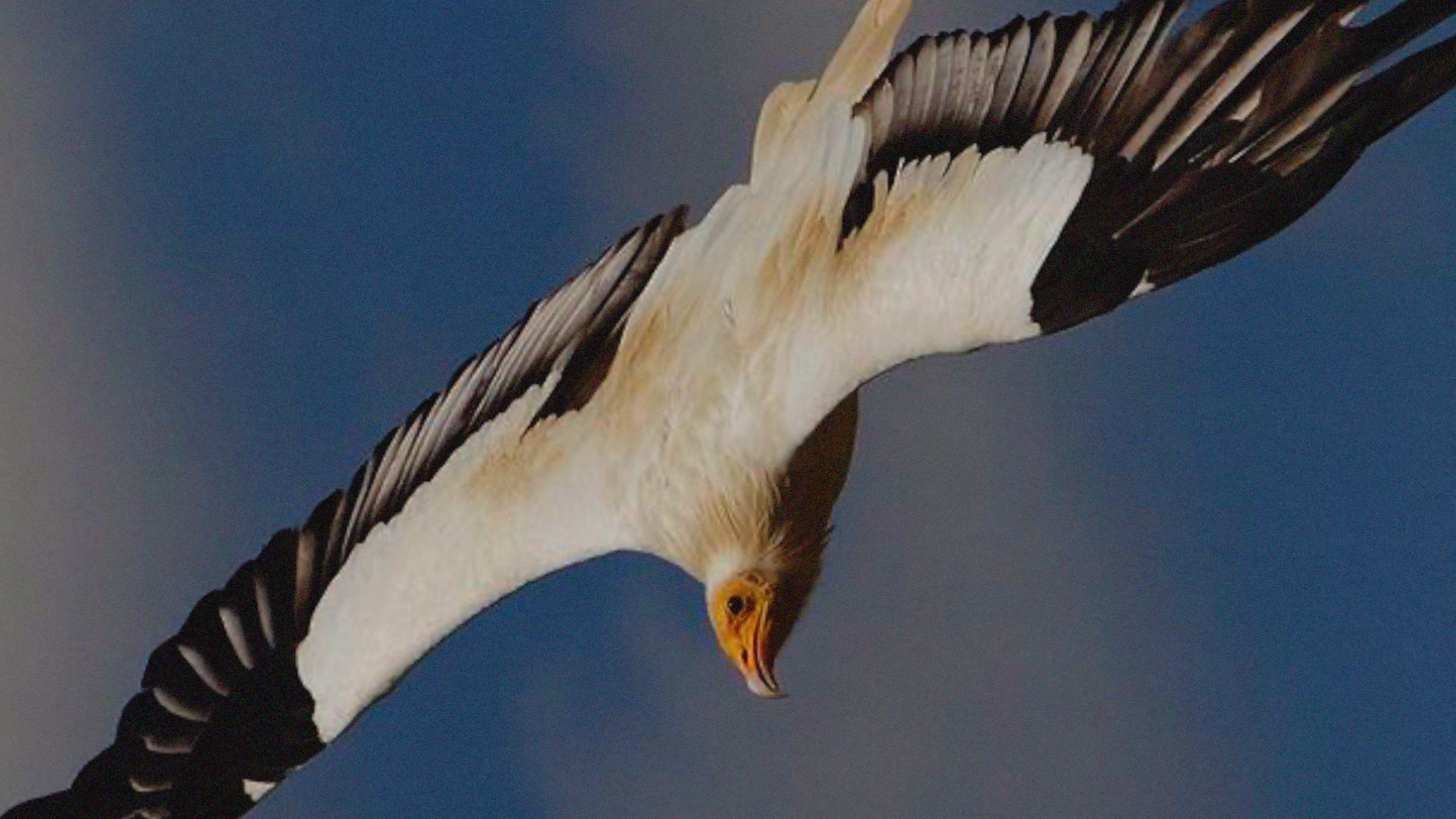 الرخمة/ النسر المصري