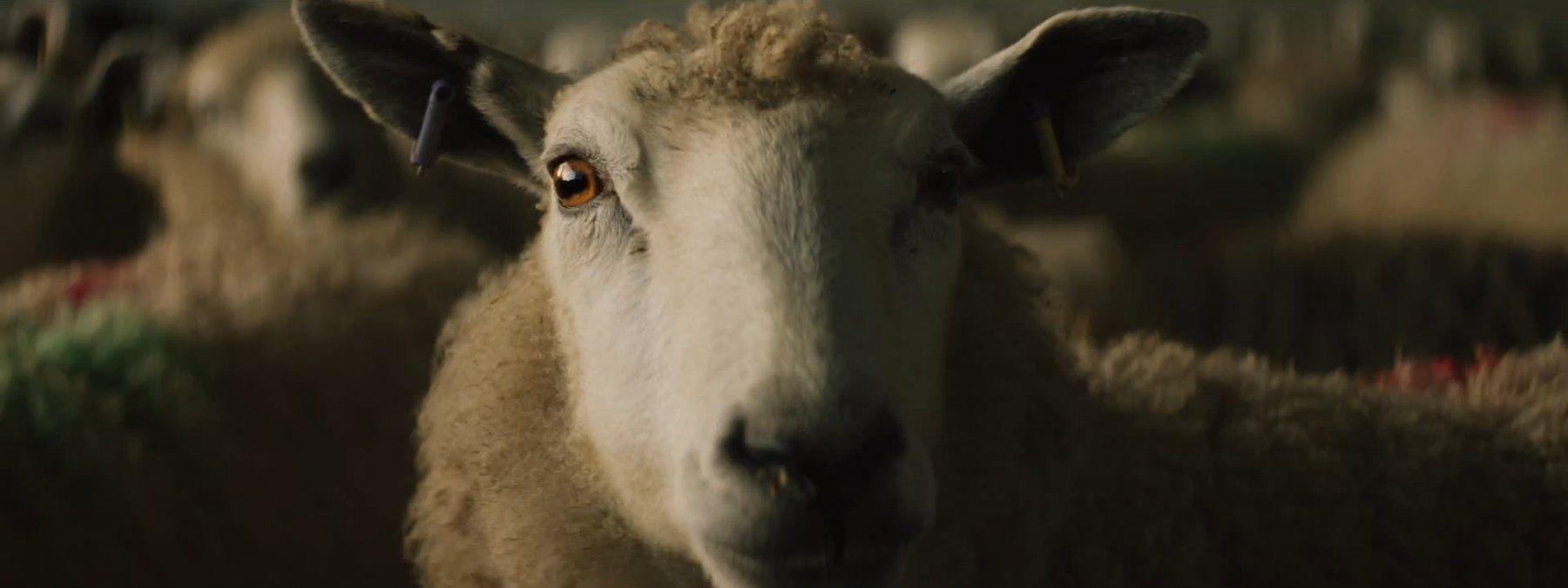 الطعام والبيئة: كيف نخلق التوازن؟