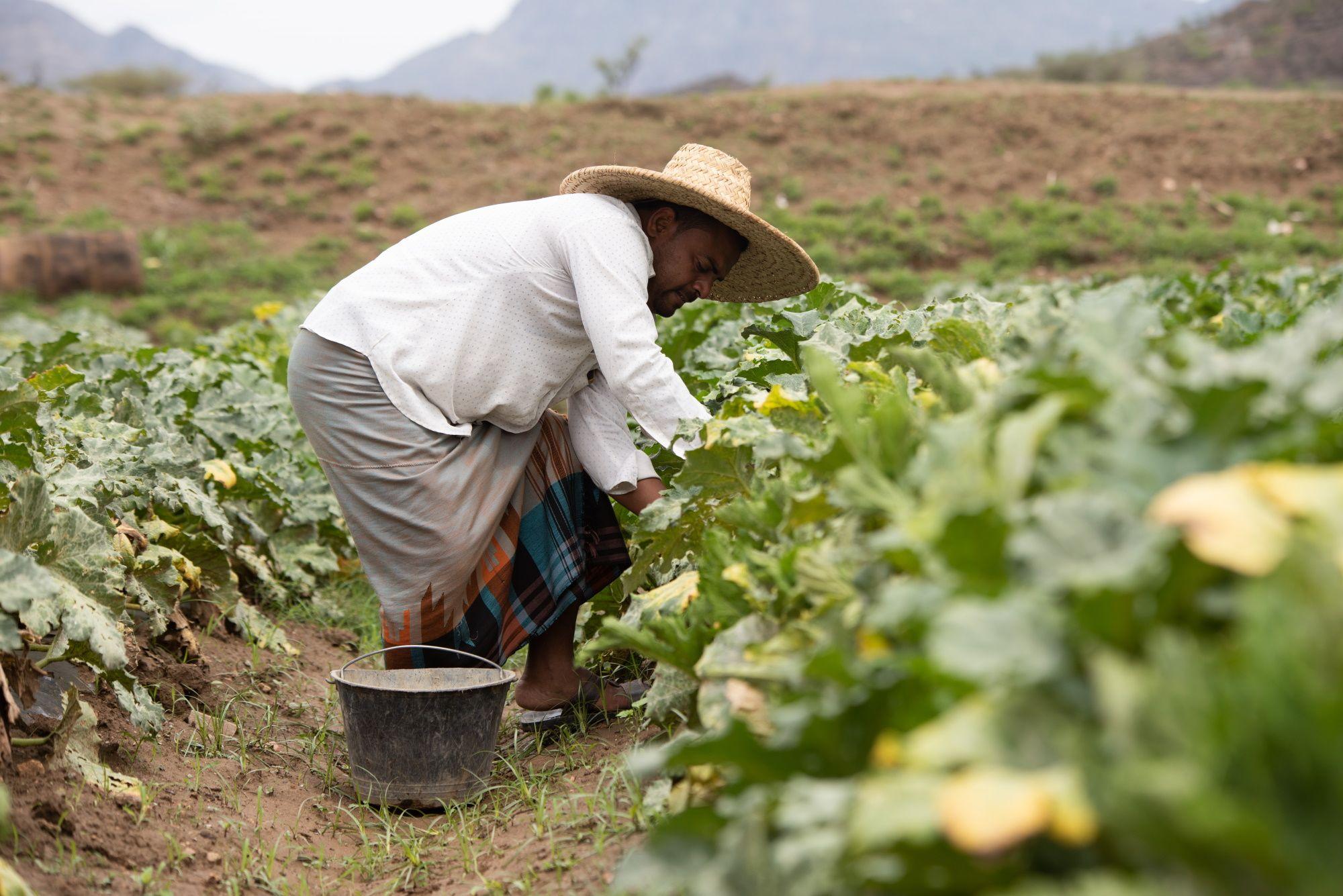 تأثيرات تغير المناخ على النظم الزراعية في اليمن